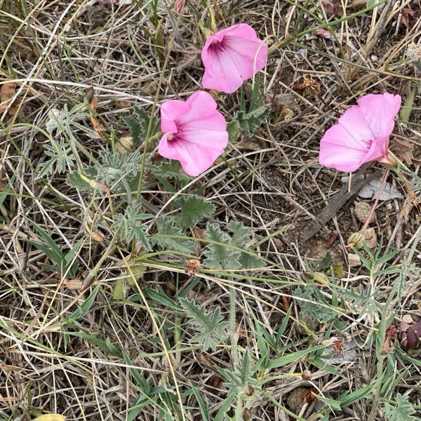 <h3><a href="/trips/ebro/biota/plantae/tracheophyta/magnoliopsida/solanales/convolvulaceae/convolvulus althaeoides/convolvulus althaeoides-nl.html">Convolvulus&nbsp;althaeoides</a> / Mallow&nbsp;bindweed / </h3><p>waarneming.nl: goedgekeurd (met bewijs).</p>
